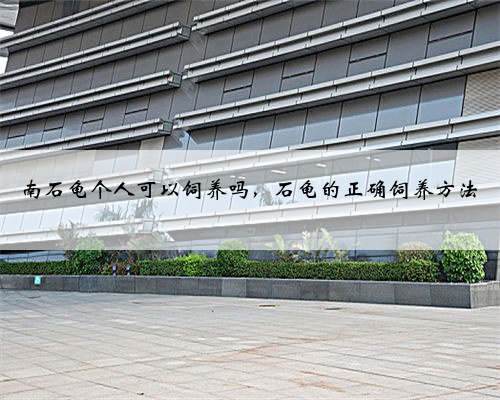 南石龟个人可以饲养吗,石龟的正确饲养方法