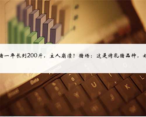 迷你猪一年长到200斤,主人崩溃!猪场:这是烤乳猪品种,好吃!