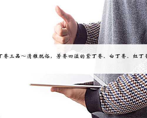 丁香三品～清雅脱俗，芳香四溢的紫丁香、白丁香、红丁香
