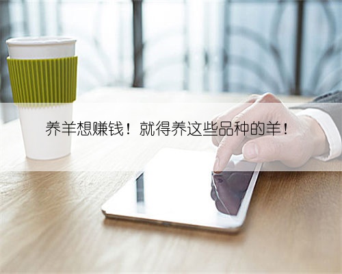 养羊想赚钱!就得养这些品种的羊!