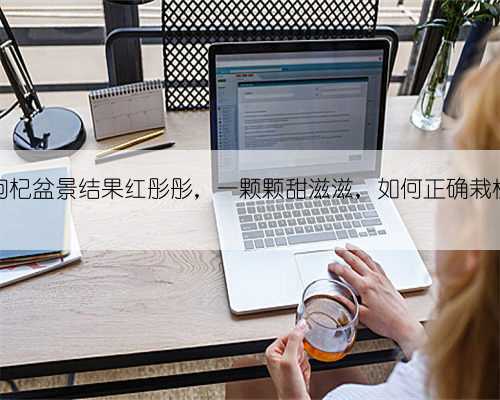 枸杞盆景结果红彤彤,一颗颗甜滋滋,如何正确栽植