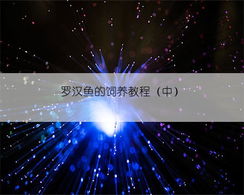 罗汉鱼的饲养教程（中）
