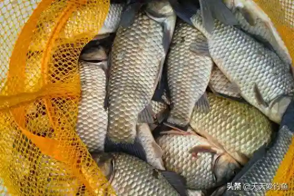 民间包食钓的操作要领，传统钓搏大鱼，这种钓法才是王道