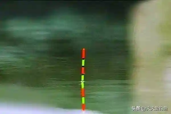 民间包食钓的操作要领，传统钓搏大鱼，这种钓法才是王道